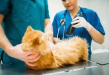 Zaćma u kota - objawy, leczenie